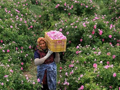 ۷۰ درصد این گل خوشبوی جهانی در ایران تولید می‌شود