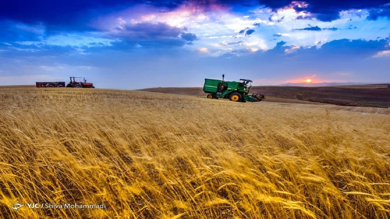 قیمت منطقی خرید تضمینی گندم برای سال زراعی آینده ۲۴ هزار و ۵۰۰ تومان است