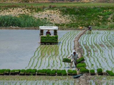 پیش‌بینی خودکفایی ۱۰۰ درصدی برنج در برنامه هفتم