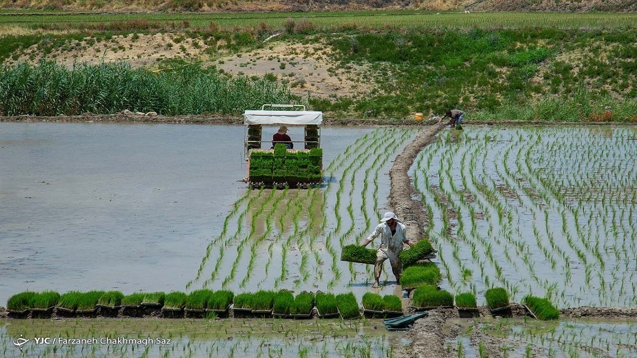 پیش‌بینی خودکفایی ۱۰۰ درصدی برنج در برنامه هفتم